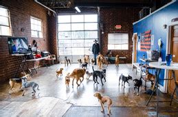 doggie daycare decatur ga.